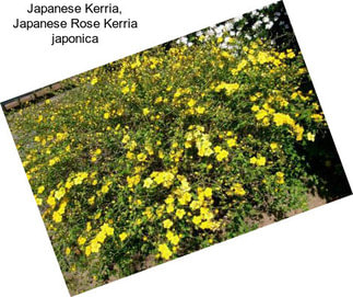 Japanese Kerria, Japanese Rose Kerria japonica