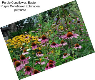 Purple Coneflower, Eastern Purple Coneflower Echinacea purpurea