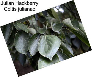 Julian Hackberry Celtis julianae