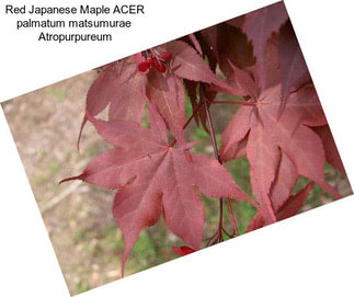 Red Japanese Maple ACER palmatum matsumurae  Atropurpureum