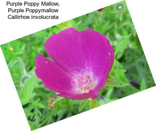 Purple Poppy Mallow, Purple Poppymallow Callirhoe involucrata