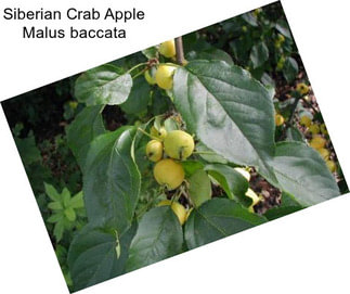 Siberian Crab Apple Malus baccata