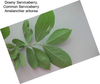 Downy Serviceberry, Common Serviceberry Amelanchier arborea