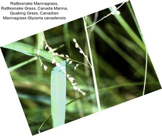 Rattlesnake Mannagrass, Rattlesnake Grass, Canada Manna, Quaking Grass, Canadian Mannagrass Glyceria canadensis