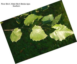 River Birch, Water Birch Betula nigra    Southern
