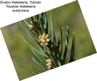 Evelyn Keteleeria, Yunnan Youshan Keteleeria evelyniana