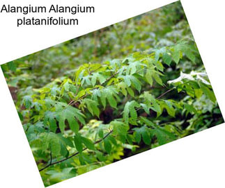 Alangium Alangium platanifolium