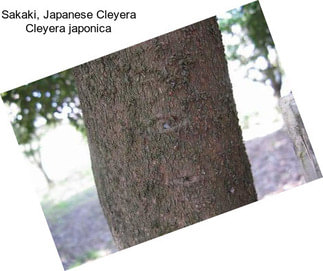 Sakaki, Japanese Cleyera Cleyera japonica