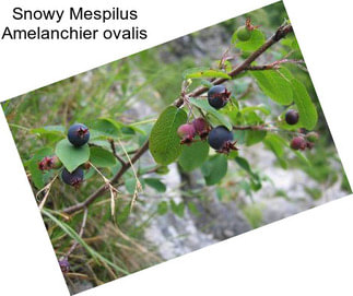 Snowy Mespilus Amelanchier ovalis