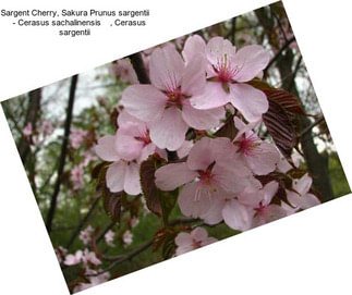 Sargent Cherry, Sakura Prunus sargentii     - Cerasus sachalinensis    , Cerasus sargentii