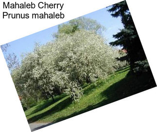 Mahaleb Cherry Prunus mahaleb