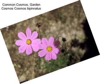 Common Cosmos, Garden Cosmos Cosmos bipinnatus
