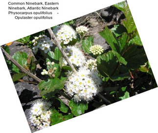 Common Ninebark, Eastern Ninebark, Atlantic Ninebark Physocarpus opulifolius     - Opulaster opulifolius