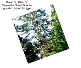 Grand Fir, Giant Fir, Clearwater Grand Fir Abies grandis    Inland Ecotype