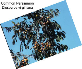 Common Persimmon Diospyros virginiana