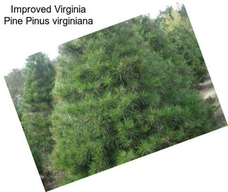 Improved Virginia Pine Pinus virginiana