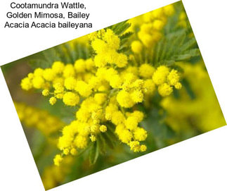 Cootamundra Wattle, Golden Mimosa, Bailey Acacia Acacia baileyana