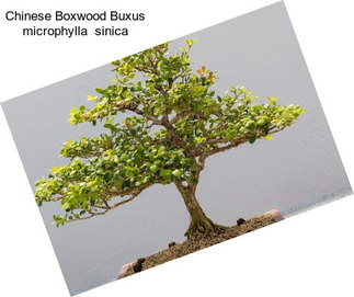 Chinese Boxwood Buxus microphylla  sinica