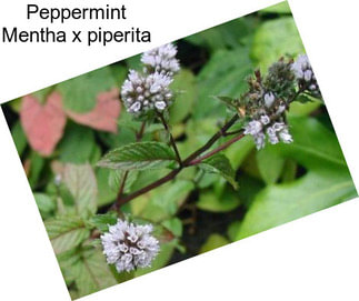 Peppermint Mentha x piperita