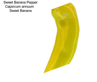 Sweet Banana Pepper Capsicum annuum   Sweet Banana