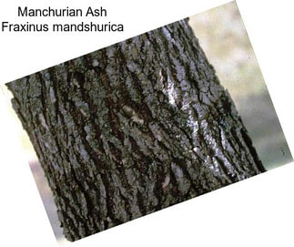 Manchurian Ash Fraxinus mandshurica
