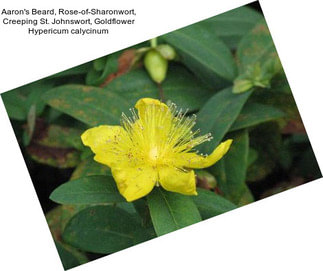 Aaron\'s Beard, Rose-of-Sharonwort, Creeping St. Johnswort, Goldflower Hypericum calycinum