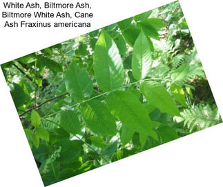White Ash, Biltmore Ash, Biltmore White Ash, Cane Ash Fraxinus americana