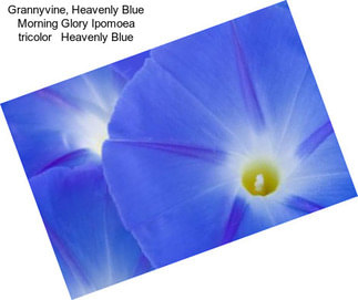 Grannyvine, Heavenly Blue Morning Glory Ipomoea tricolor   Heavenly Blue