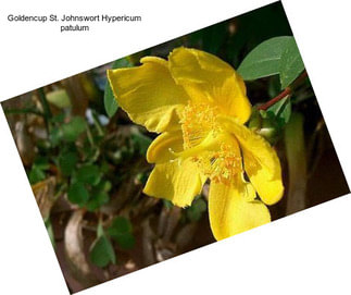 Goldencup St. Johnswort Hypericum patulum