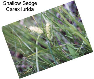 Shallow Sedge Carex lurida