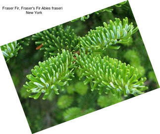 Fraser Fir, Fraser\'s Fir Abies fraseri    New York