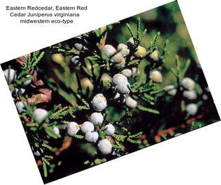 Eastern Redcedar, Eastern Red Cedar Juniperus virginiana    midwestern eco-type