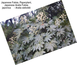Japanese Fatsia, Paperplant, Japanese Aralia Fatsia japonica     - Aralia sieboldii