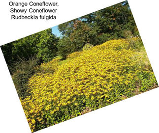 Orange Coneflower, Showy Coneflower Rudbeckia fulgida