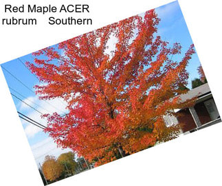 Red Maple ACER rubrum    Southern