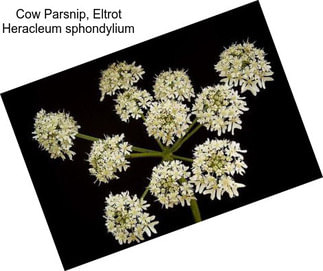 Cow Parsnip, Eltrot Heracleum sphondylium