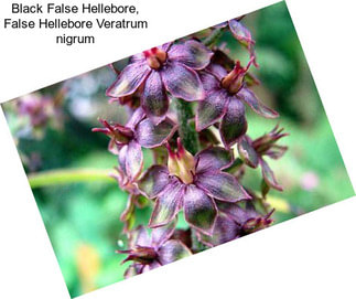 Black False Hellebore, False Hellebore Veratrum nigrum