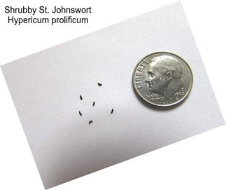 Shrubby St. Johnswort Hypericum prolificum