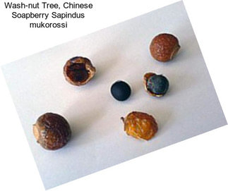 Wash-nut Tree, Chinese Soapberry Sapindus mukorossi