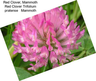 Red Clover, Mammoth Red Clover Trifolium pratense   Mammoth