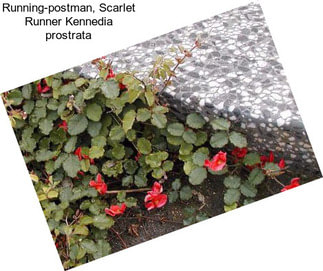 Running-postman, Scarlet Runner Kennedia prostrata