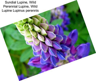 Sundial Lupine, Wild Perennial Lupine, Wild Lupine Lupinus perennis
