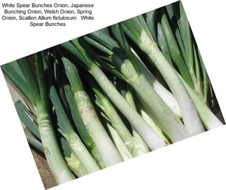 White Spear Bunches Onion, Japanese Bunching Onion, Welsh Onion, Spring Onion, Scallion Allium fistulosum   White Spear Bunches