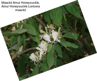 Maackii Amur Honeysuckle, Amur Honeysuckle Lonicera maackii