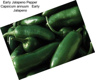 Early Jalapeno Pepper Capsicum annuum   Early Jalapeno