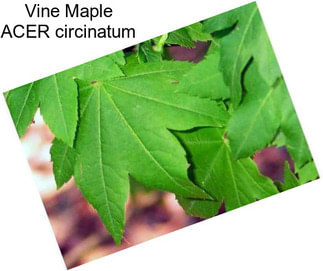 Vine Maple ACER circinatum