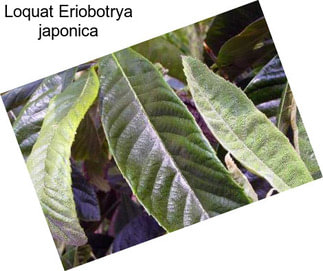 Loquat Eriobotrya japonica