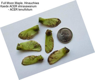 Full Moon Maple, Hinauchiwa Kaede ACER shirasawanum     - ACER tenuifolium