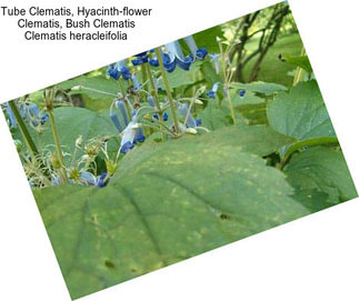 Tube Clematis, Hyacinth-flower Clematis, Bush Clematis Clematis heracleifolia