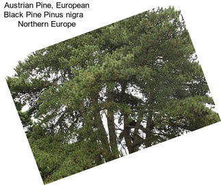 Austrian Pine, European Black Pine Pinus nigra    Northern Europe